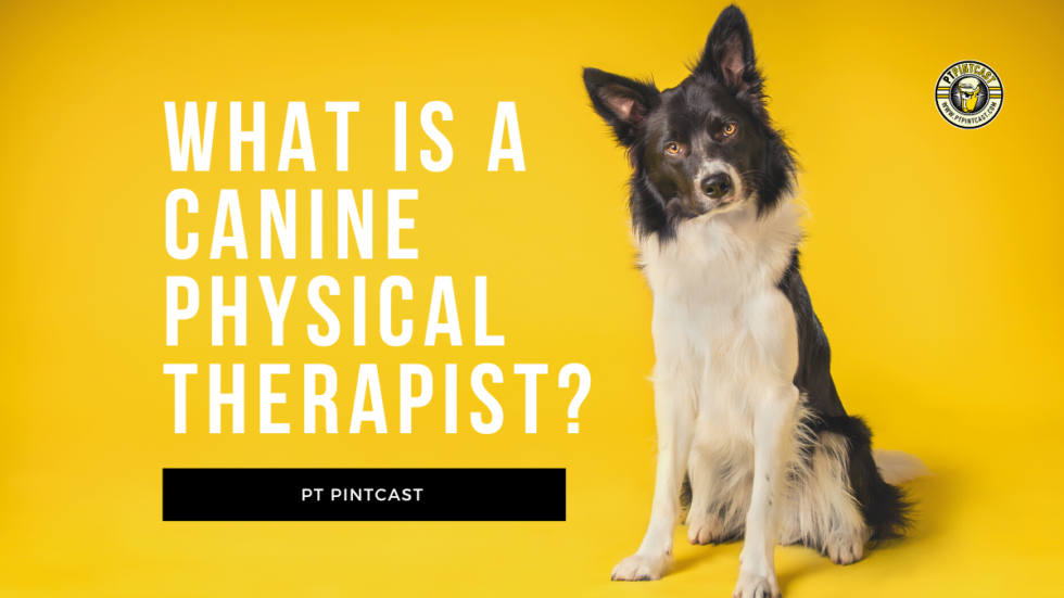 what-is-a-canine-physical-therapy-pt-pintcast